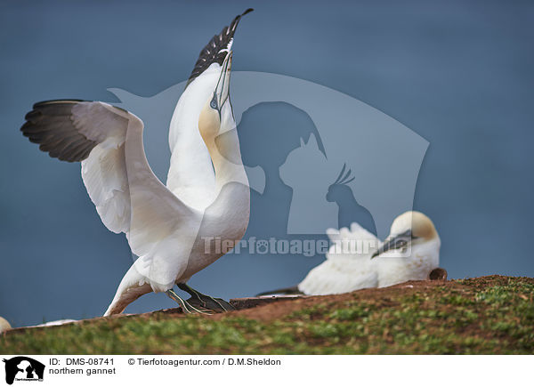 Basstlpel / northern gannet / DMS-08741