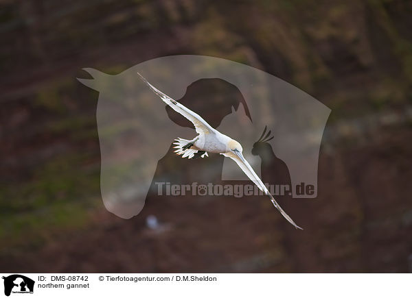 Basstlpel / northern gannet / DMS-08742