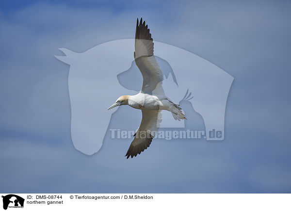 Basstlpel / northern gannet / DMS-08744