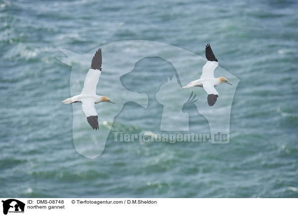 Basstlpel / northern gannet / DMS-08748