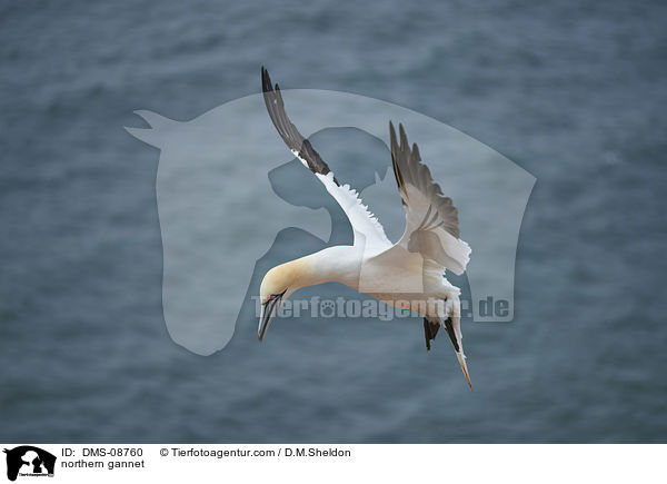 Basstlpel / northern gannet / DMS-08760