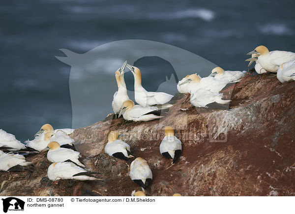 Basstlpel / northern gannet / DMS-08780