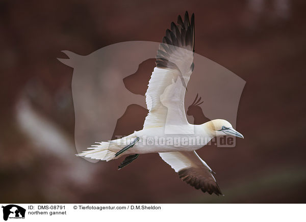 Basstlpel / northern gannet / DMS-08791