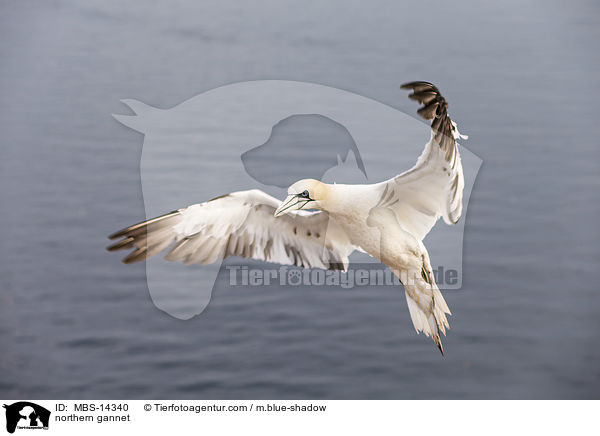 Basstlpel / northern gannet / MBS-14340