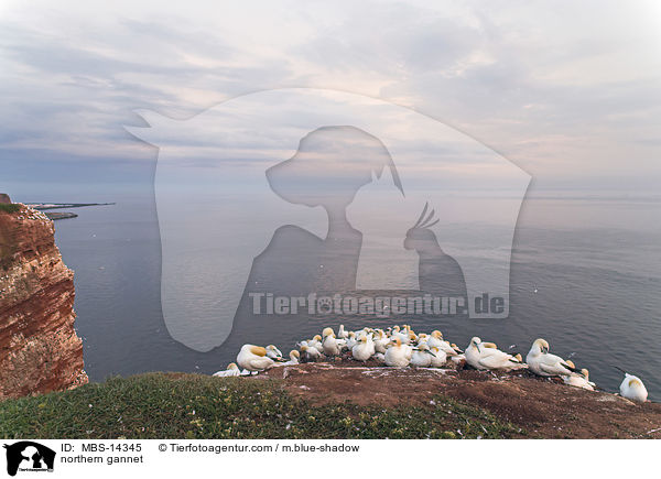 Basstlpel / northern gannet / MBS-14345