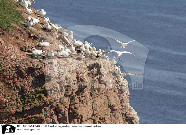 Basstlpel / northern gannet / MBS-14346