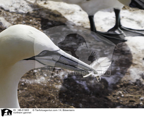 Basstlpel / northern gannet / HB-01965