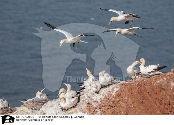 Basstlpel auf einem Felsen / Northern Gannets on a rock / IG-02802