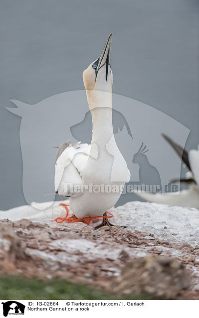 Basstlpel auf einem Felsen / Northern Gannet on a rock / IG-02864