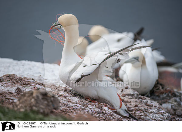 Basstlpel auf einem Felsen / Northern Gannets on a rock / IG-02867