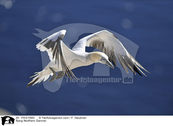 fliegender Basstlpel / flying Northern Gannet / FH-01660