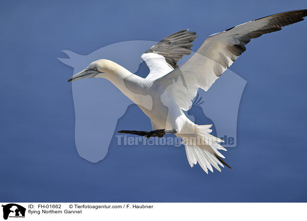 fliegender Basstlpel / flying Northern Gannet / FH-01662