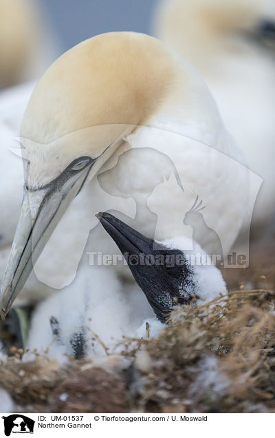 Basstlpel / Northern Gannet / UM-01537