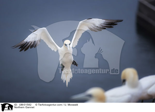 Basstlpel / Northern Gannet / UM-01582