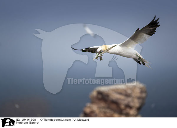 Basstlpel / Northern Gannet / UM-01598