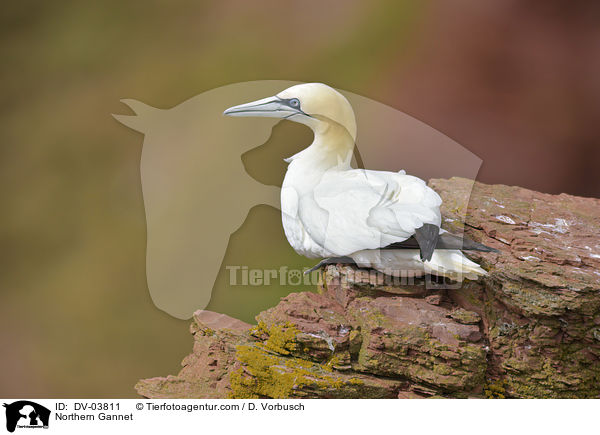 Basstlpel / Northern Gannet / DV-03811