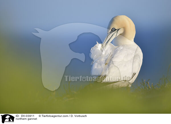 Basstlpel / northern gannet / DV-03911