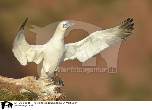 Basstlpel / northern gannet / DV-03915