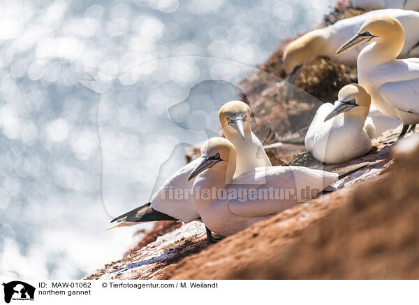 Basstlpel / northern gannet / MAW-01062