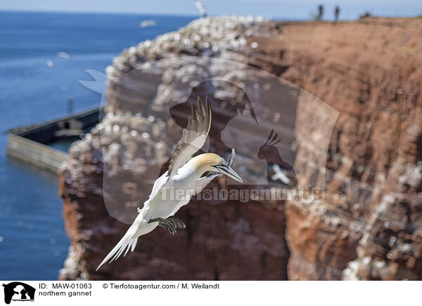 Basstlpel / northern gannet / MAW-01063