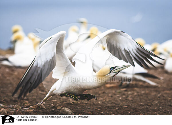 Basstlpel / northern gannet / MAW-01069