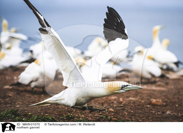 Basstlpel / northern gannet / MAW-01070