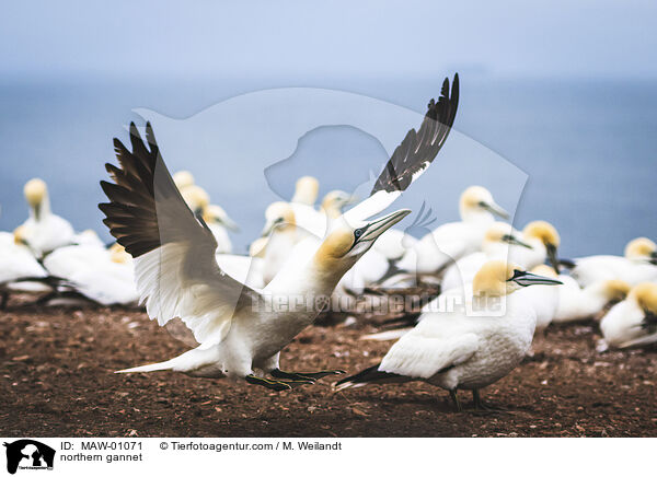 Basstlpel / northern gannet / MAW-01071