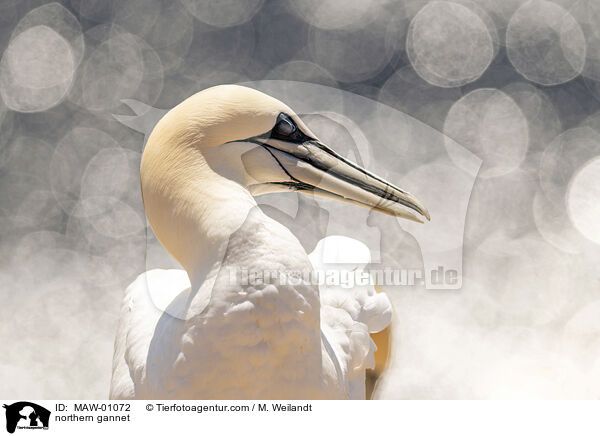 Basstlpel / northern gannet / MAW-01072