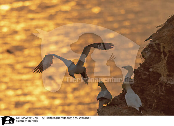 Basstlpel / northern gannet / MAW-01075