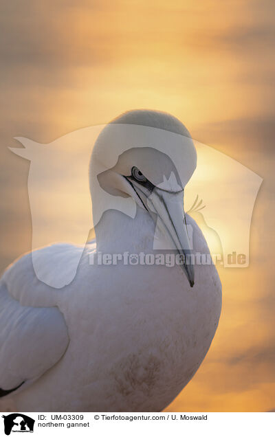 Basstlpel / northern gannet / UM-03309