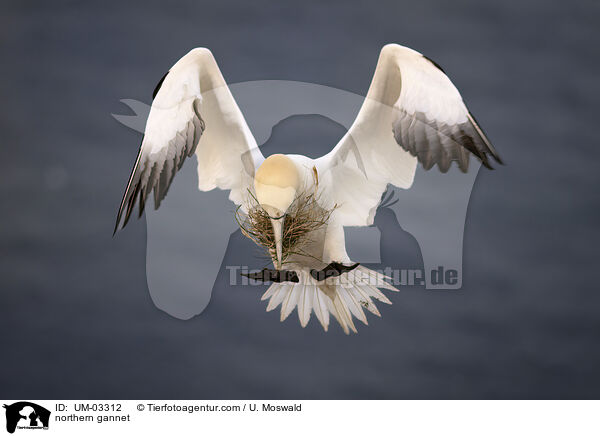 Basstlpel / northern gannet / UM-03312