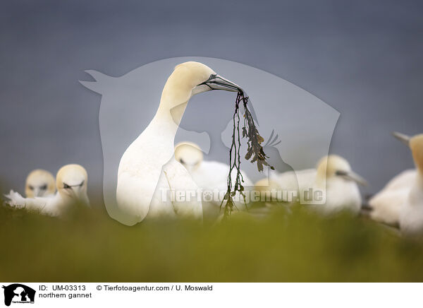 Basstlpel / northern gannet / UM-03313