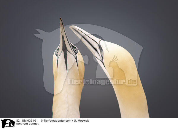 Basstlpel / northern gannet / UM-03316