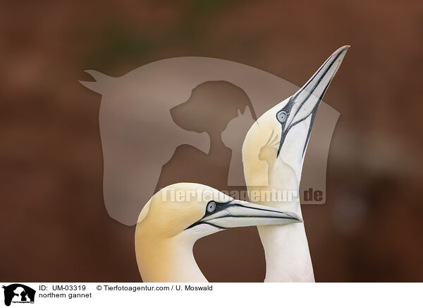 Basstlpel / northern gannet / UM-03319