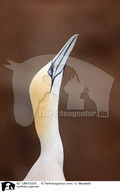 Basstlpel / northern gannet / UM-03320