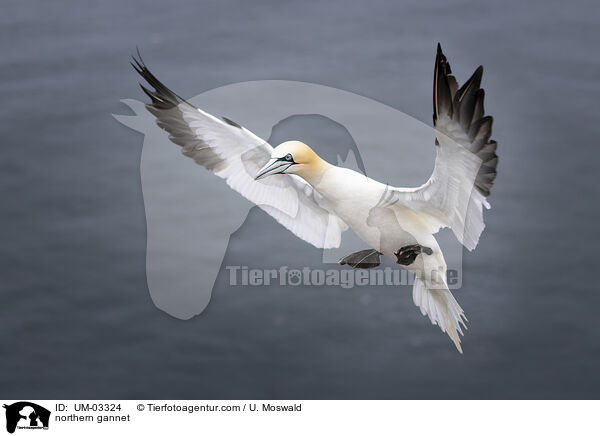 Basstlpel / northern gannet / UM-03324