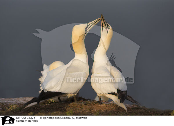 Basstlpel / northern gannet / UM-03325