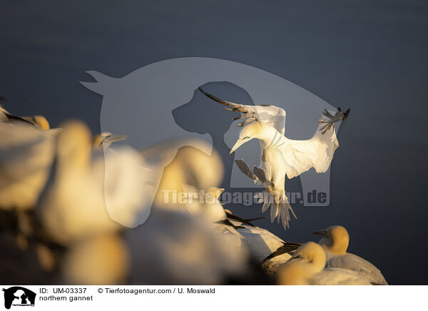 Basstlpel / northern gannet / UM-03337