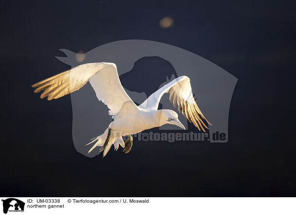 northern gannet / UM-03338