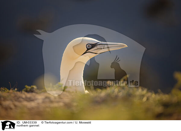 Basstlpel / northern gannet / UM-03339