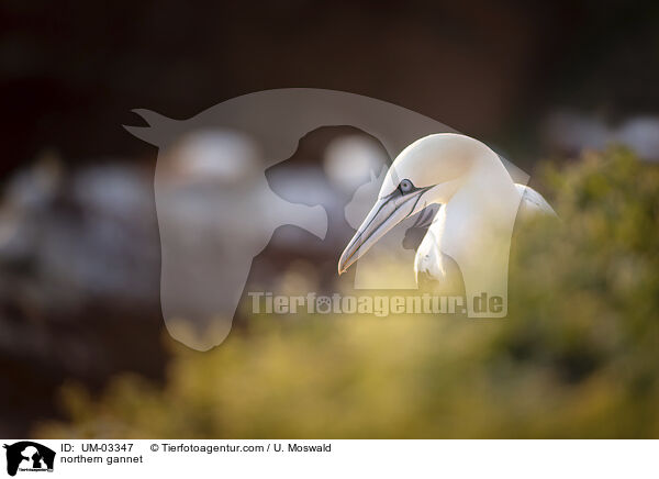 Basstlpel / northern gannet / UM-03347