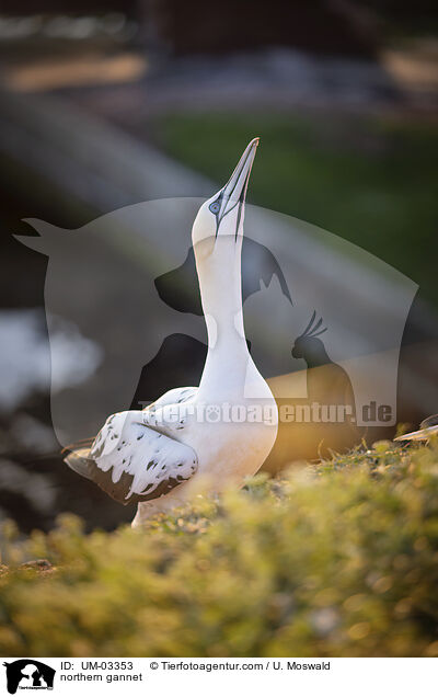 Basstlpel / northern gannet / UM-03353