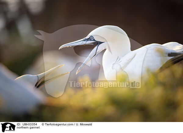 Basstlpel / northern gannet / UM-03354