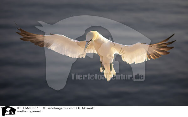 Basstlpel / northern gannet / UM-03357