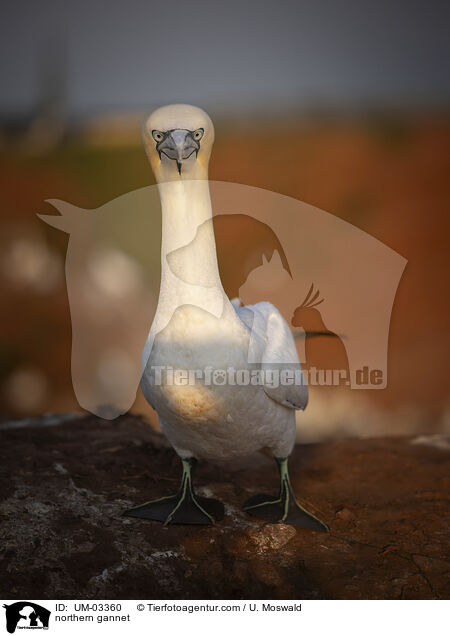 Basstlpel / northern gannet / UM-03360