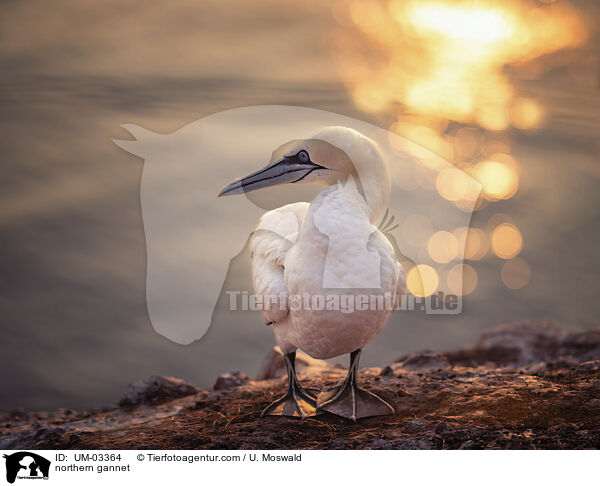 Basstlpel / northern gannet / UM-03364