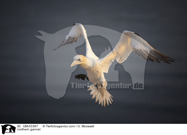 Basstlpel / northern gannet / UM-03367