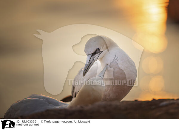 Basstlpel / northern gannet / UM-03369