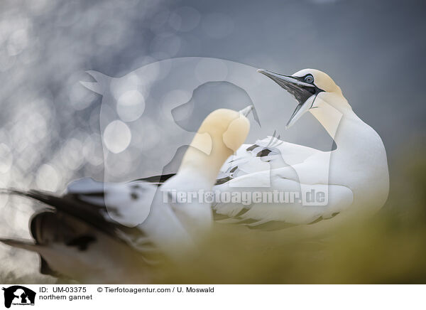 Basstlpel / northern gannet / UM-03375