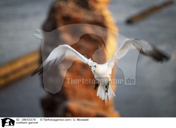 Basstlpel / northern gannet / UM-03378